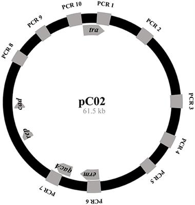 Conjugative Transfer of a Novel Staphylococcal Plasmid Encoding the Biocide Resistance Gene, qacA